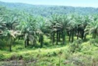Salah satu sumber daya alam Indonesia. (Dok. Riau.go.id)