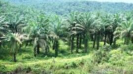 Salah satu sumber daya alam Indonesia. (Dok. Riau.go.id)