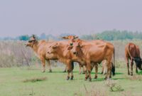 Hukum hewan kurban ketika wabah PMK. (Pexels.com/min an)
