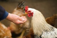 Peternak Ayam Minta Harga Pakan Ternak Diturunkan. (Pexels.com/Oleksandr Pidvalnyi)
