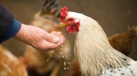 Peternak Ayam Minta Harga Pakan Ternak Diturunkan. (Pexels.com/Oleksandr Pidvalnyi)