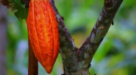 Ilustrasi petani kakao. (Pixabay.com/Maliflac)
